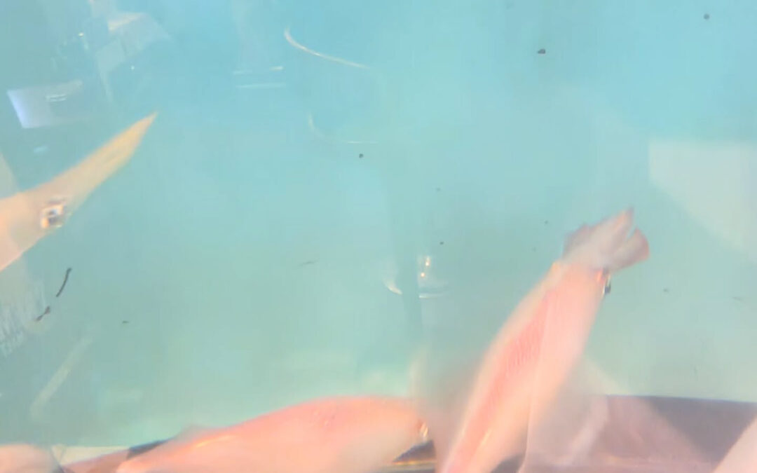 スルメイカ入荷しました