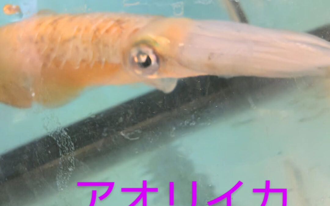 埼玉県では貴重なアオリイカ入荷してます