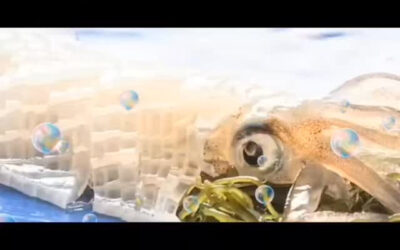 久しぶりの入荷!!